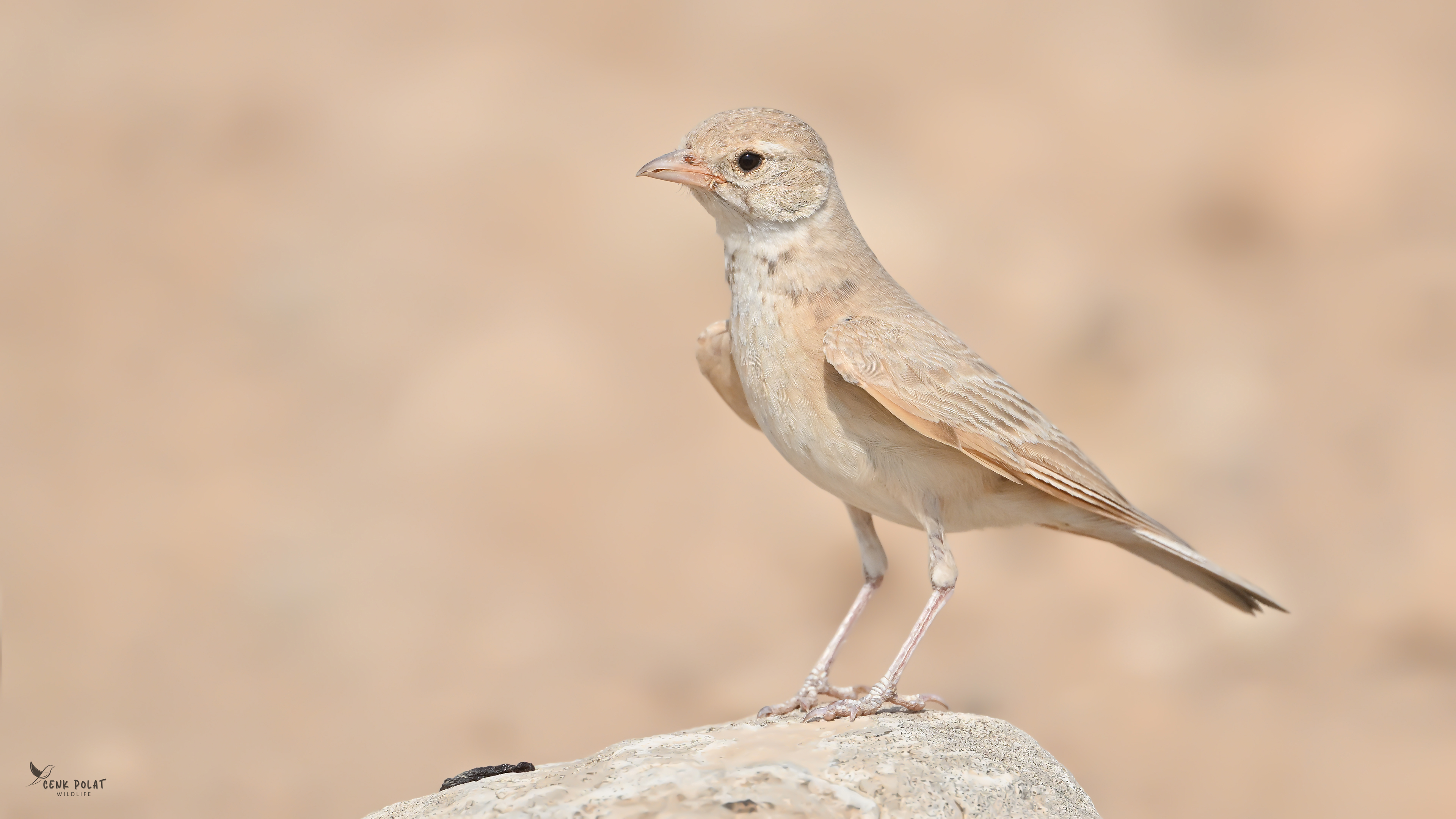 Bar-tailed Lark